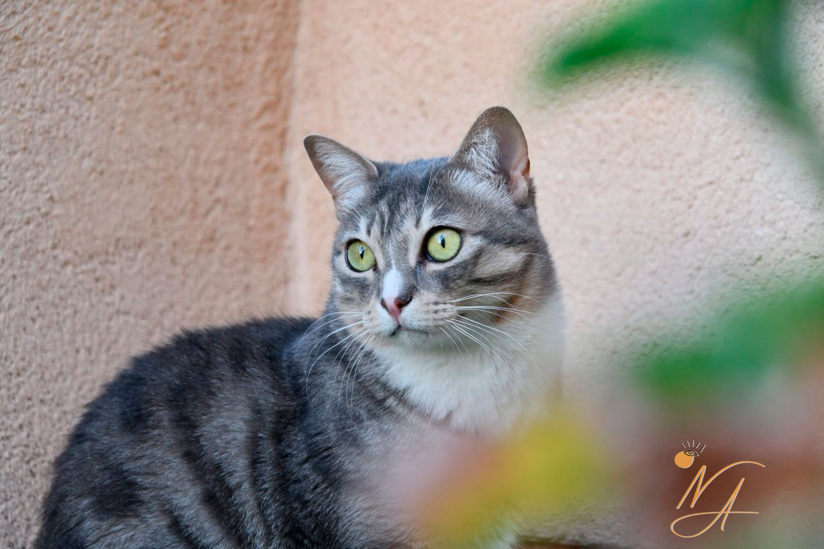 Sesión fotográfica con mascotas a domicilio